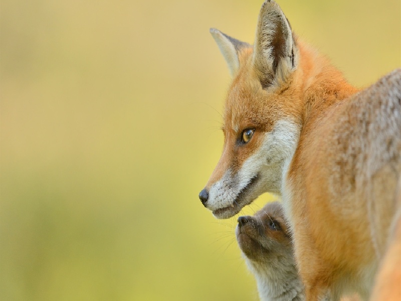 陈女士成功案例